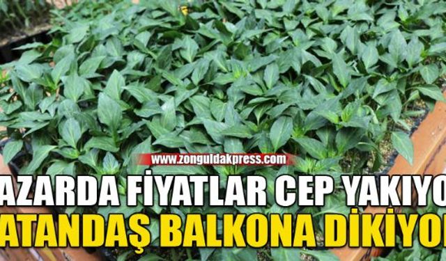 Sebze alamayan vatandaş balkonuna dikiyor