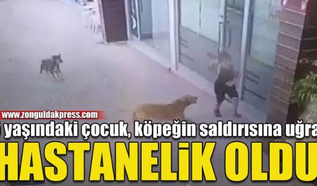 Sokak köpekleri korkutuyor...