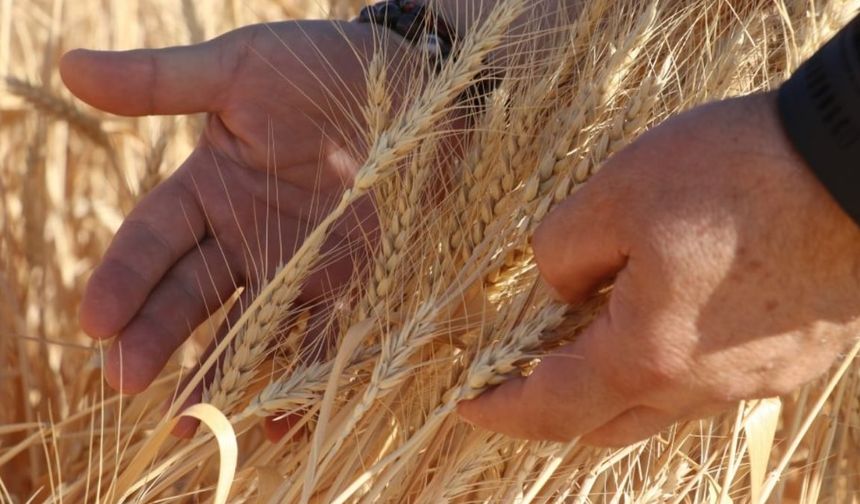Tarımın payı yüzde 5.5'e geriledi