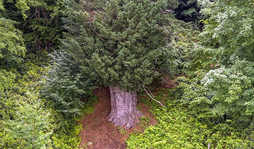 TRT Belgesele konu oldu