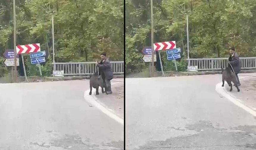 Domuzun saldırısından son anda kurtuldu