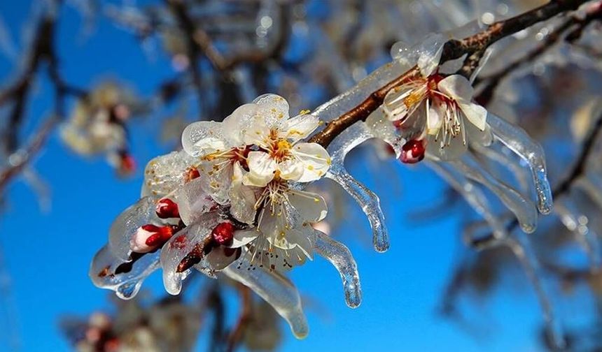 Çiftçiye zirai don uyarısı...